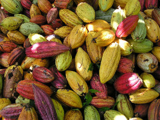 Cacao beans at hawaii pacific farms