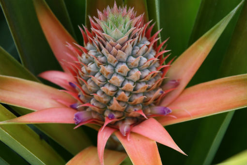 Pineapple Flower Image