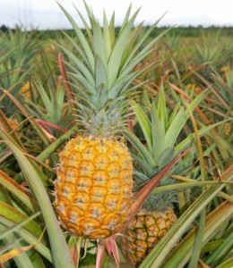 Size of Pineapple and flavor